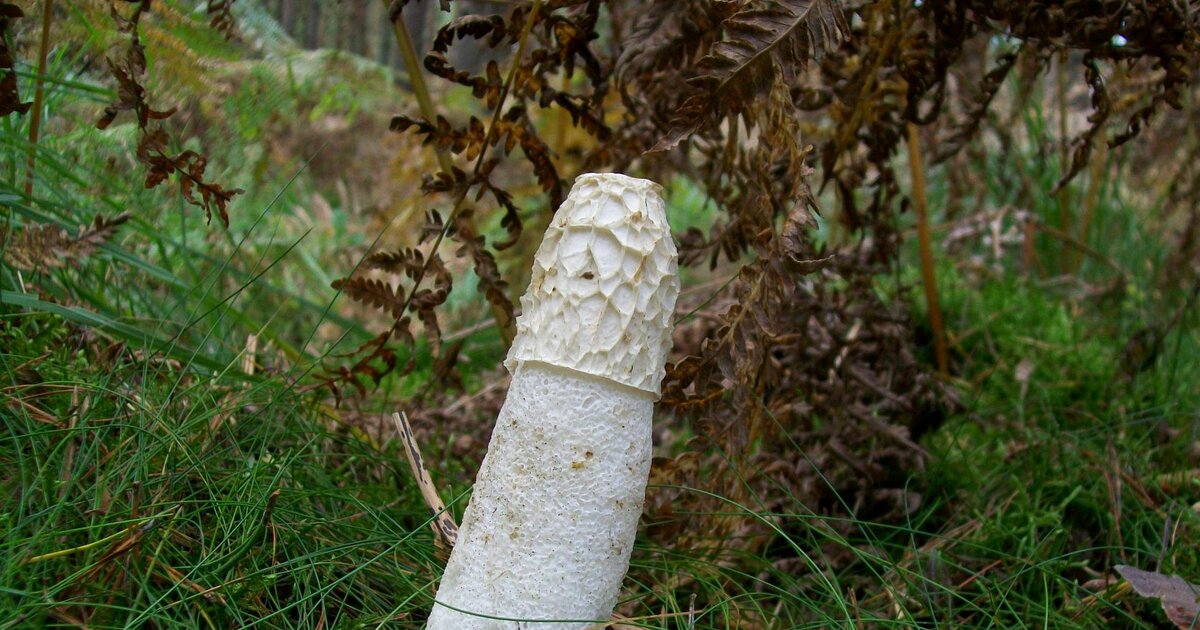 Wie ein Pilz Warum der Penis wirklich diese Form hat